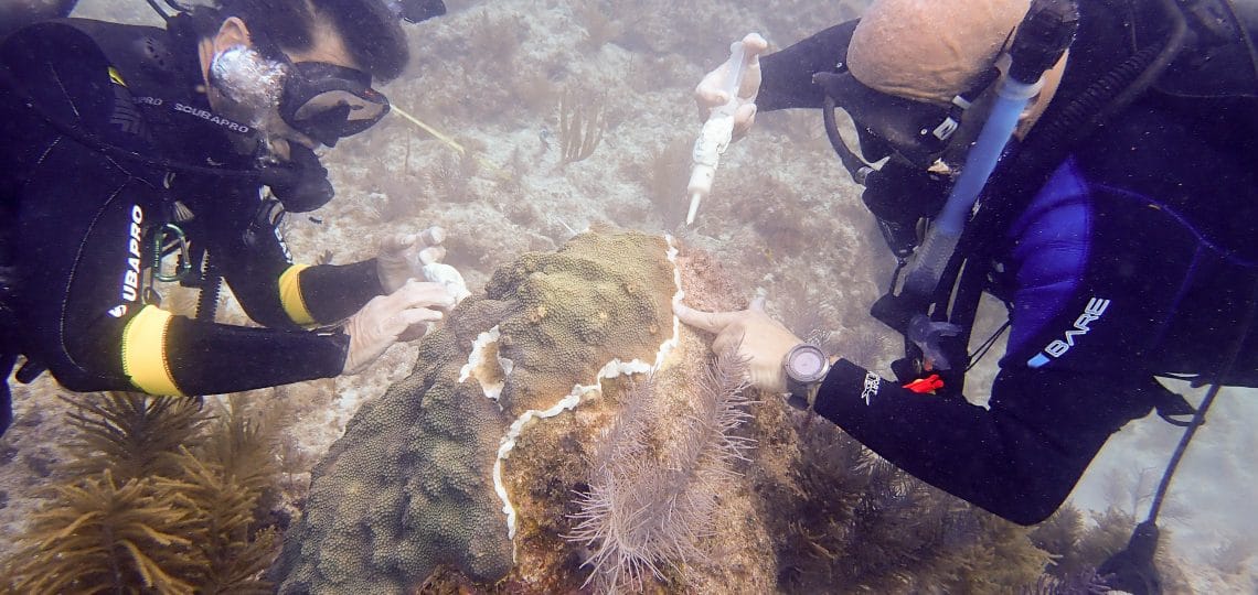 Stony Coral Tissue Loss Disease Mission Reaches Half-Way Point