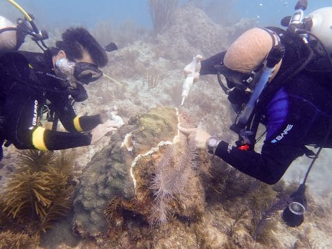 Stony Coral Tissue Loss Disease Mission Reaches Half-Way Point