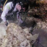 Scuba diver exploring coral reef with sea fan underwater