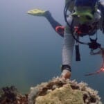 Scuba diver with camera examining coral reef underwater