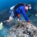Scuba diver examining coral reef underwater with other divers