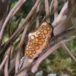 Flamingo tongue snail on soft coral underwater