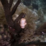Flamingo tongue snail on dark coral reef underwater