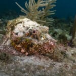 Camouflaged scorpionfish resting on coral reef seafloor