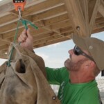 Man weighing large fish catch on dock scale