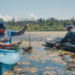 Two men in kayaks removing aquatic weeds from lake
