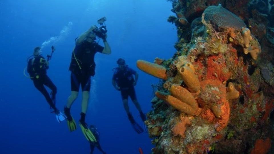 Military Veterans Are Helping To Save Coral Reefs By Combating Climate Change