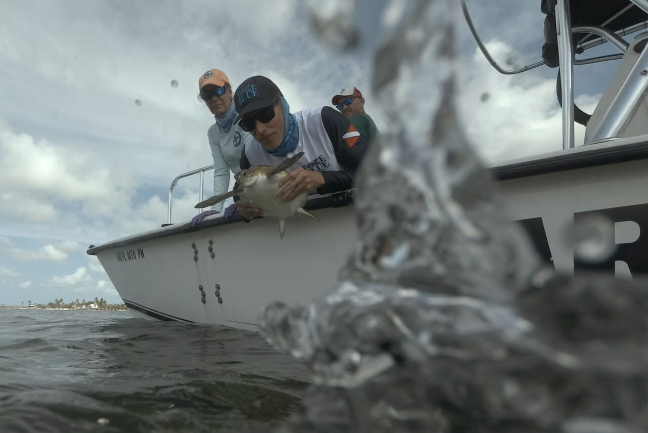 Roger Turtle Release