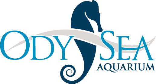 Ody Sea Aquarium